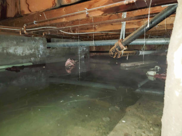 Best Water damage cleanup near me  in Devola, OH